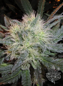 White Widow od Homegrown-Fantaseeds nasiona marihuany