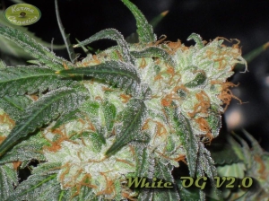White OG od KARMA GENETICS nasiona marihuany