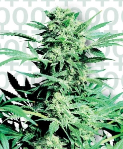Shiva Skunk od Sensi Seeds nasiona marihuany