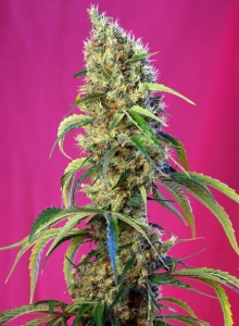 Black Jack CBD od Sweet Seeds nasiona marihuany