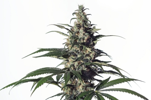 Green Doctor