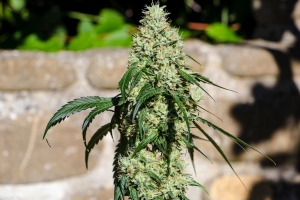 Nagual od Medical Marijuana Genetics nasiona marihuany