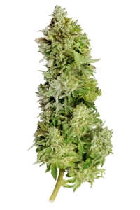 Beast Mode Auto od MEGA BUDS nasiona marihuany