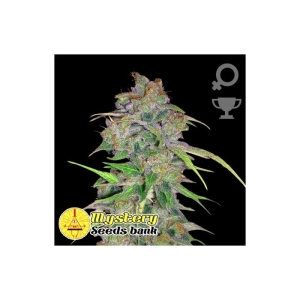 Amnesia od MYSTERY SEEDS nasiona marihuany