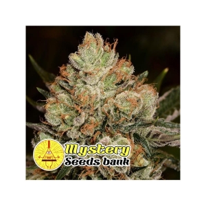 Betty Kush od MYSTERY SEEDS nasiona marihuany
