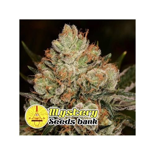Betty Kush