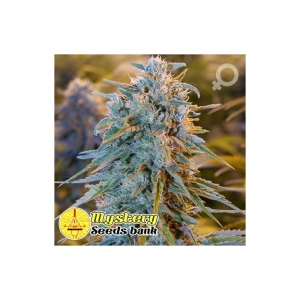 Blue Dreaming od MYSTERY SEEDS nasiona marihuany