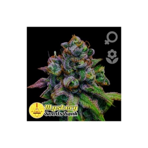 Blueberry Auto od MYSTERY SEEDS nasiona marihuany