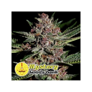 Bubba OG od MYSTERY SEEDS nasiona marihuany