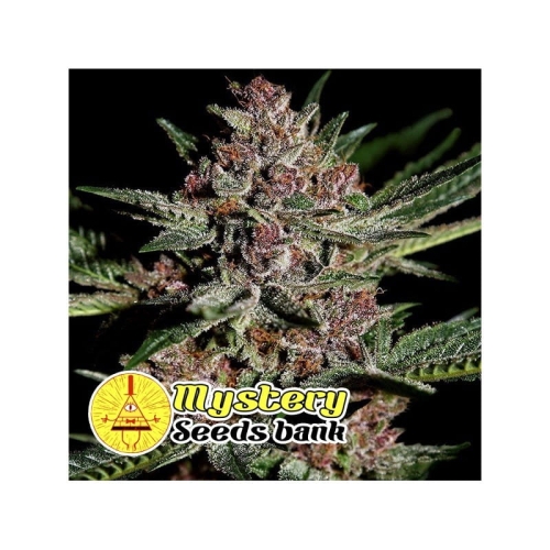 Bubba OG