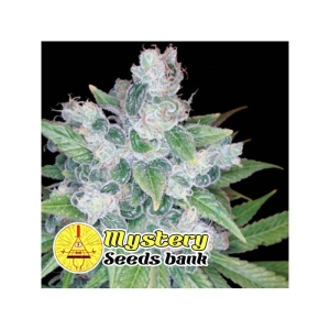 Candy OG od MYSTERY SEEDS nasiona marihuany