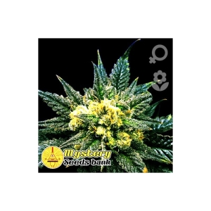 Cheese Auto od MYSTERY SEEDS nasiona marihuany