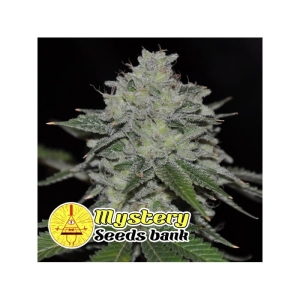 ChemSour od MYSTERY SEEDS nasiona marihuany