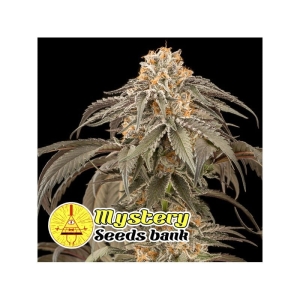 Chocolate Kush od MYSTERY SEEDS nasiona marihuany