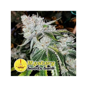 Gelato 31 od MYSTERY SEEDS nasiona marihuany
