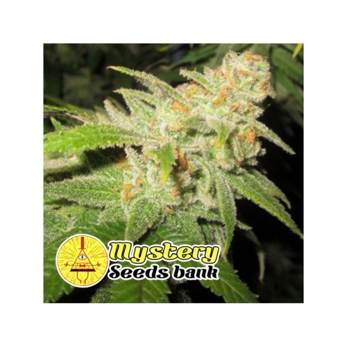 Golden Crack