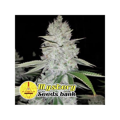 Gorilla Glue S1