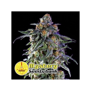 Grandaddy Purple od MYSTERY SEEDS nasiona marihuany