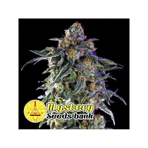 Grandaddy Purple
