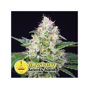 Green Candy od MYSTERY SEEDS nasiona marihuany