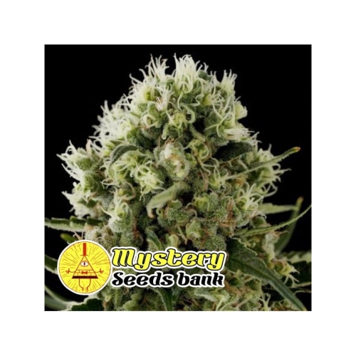 Jet Fuel OG