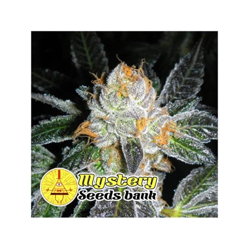 Kosher OG