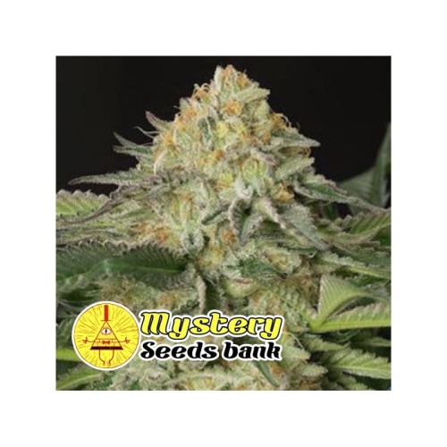 Lemon Tree