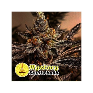 Lucky Charmz od MYSTERY SEEDS nasiona marihuany