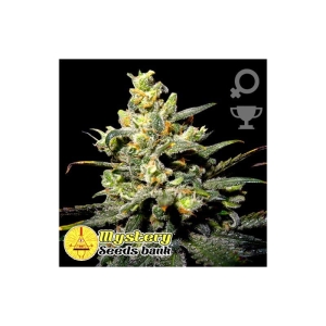 Mango Kush od MYSTERY SEEDS nasiona marihuany