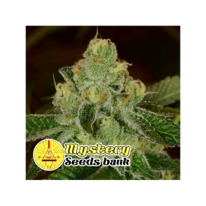 Monkey Cream od MYSTERY SEEDS nasiona marihuany