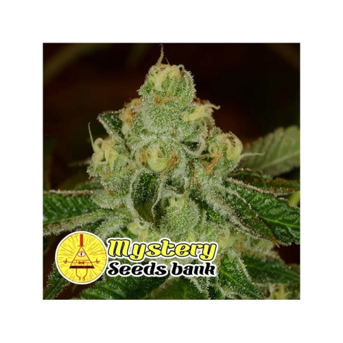 Monkey Cream