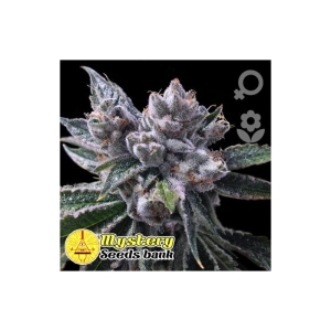 Mystery Kush Auto od MYSTERY SEEDS nasiona marihuany