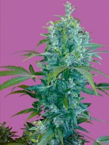 Kabala Auto od Seeds of Life nasiona marihuany