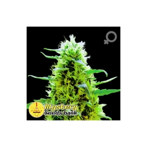 Mystery Montana od MYSTERY SEEDS nasiona marihuany