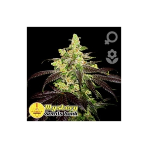 New York Diesel Auto od MYSTERY SEEDS nasiona marihuany
