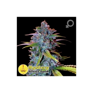 OG Kush od MYSTERY SEEDS nasiona marihuany