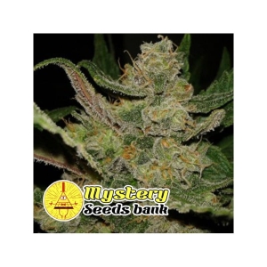 Platinum Kush od MYSTERY SEEDS nasiona marihuany