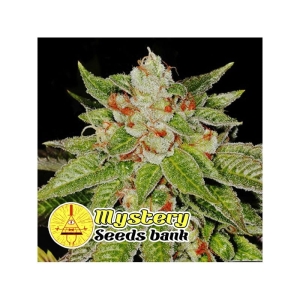 Stratosphere od MYSTERY SEEDS nasiona marihuany
