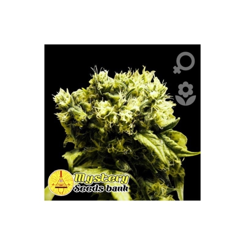 Super Silver Haze Auto