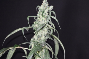 Crystal Sherbet od POT VALLEY SEEDS nasiona marihuany
