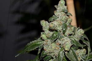 Dark Energy od POT VALLEY SEEDS nasiona marihuany
