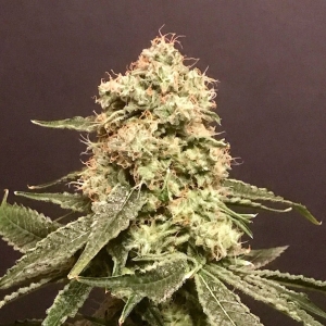 Frosty Purps od POT VALLEY SEEDS nasiona marihuany