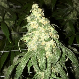 Golden Monkey od POT VALLEY SEEDS nasiona marihuany