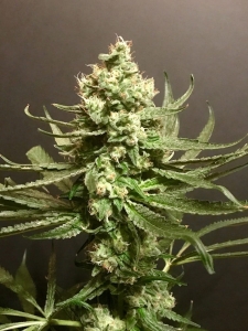 Grand Exodus od POT VALLEY SEEDS nasiona marihuany