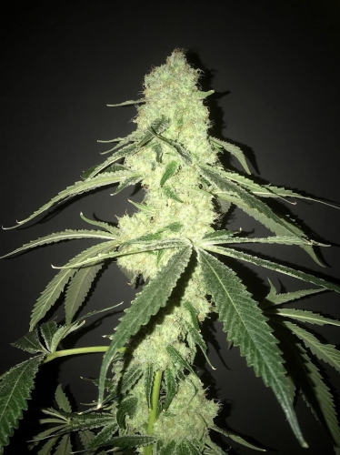 her Majesty's Kush