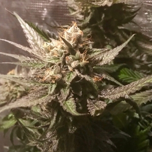 Sour Moonfire od POT VALLEY SEEDS nasiona marihuany