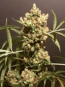 Strawberry Marshmallow od POT VALLEY SEEDS nasiona marihuany