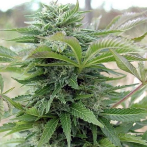 Afghani Gold od SPLIFF SEEDS nasiona marihuany