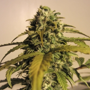 AK Automatic od SPLIFF SEEDS nasiona marihuany