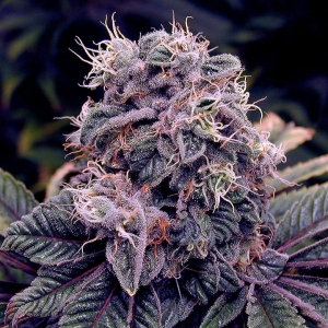 Blue Berry od SPLIFF SEEDS nasiona marihuany